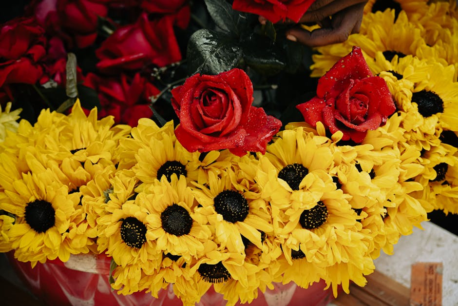 A close-up of fresh yellow chrysanthemums with dark centers, arranged in a bouquet, topped with two vibrant red roses sprinkled with water droplets. The flowers are set on a surface with a hand reachi