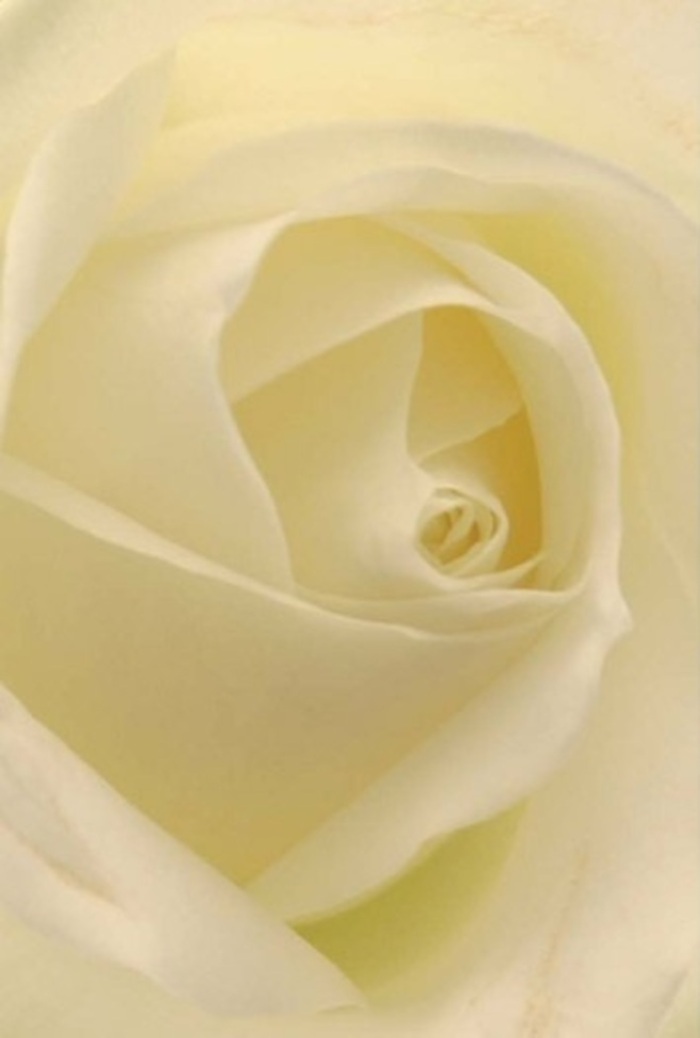One becomes immersed in tranquility when gazing upon this white rose in stunning detail. Each petal, from its pure core outward, is layered with creamy sophistication and gentle curves, mimicking the soft morning light seeping into West Kensington's quiet squares. The ethereal transitions between ivory, cream, and barely-there blush hues create an atmosphere of peace and poise, ideal for expressing tender sentiments-be it a romantic arrangement or a dignified sympathy bouquet crafted near Olympia. The photo's composition brings forward the expert craftsmanship behind every petal; nothing is hurried, every angle thoughtfully considered, much like the attentive floristry practiced on North End Road. The shadows between folds add hypnotic depth, giving the impression that the rose almost breathes serenity into the room. A faint, pure floral fragrance is imagined-clean, soothing, and entirely appropriate for marking life's significant milestones. This bloom becomes more than a flower: it's a reflection of West Kensington's refined sensibilities, artfully put together to suit the most meaningful occasions.